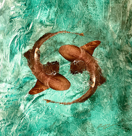 Yin Yang Sharks