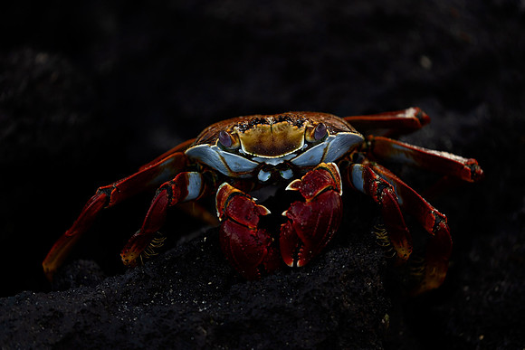 Close Up Crab
