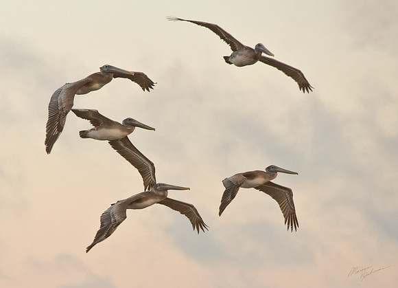 Pink Clouds and Pelicans