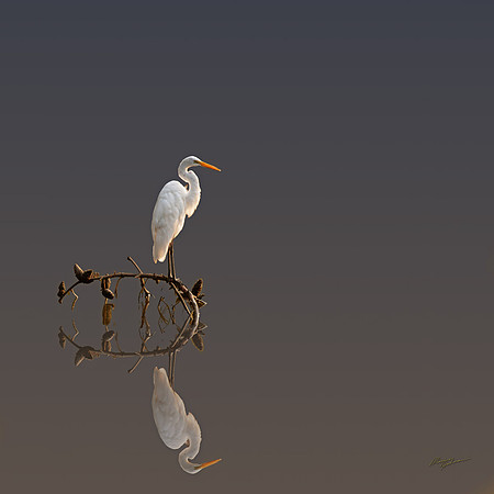 Mirrored Heron