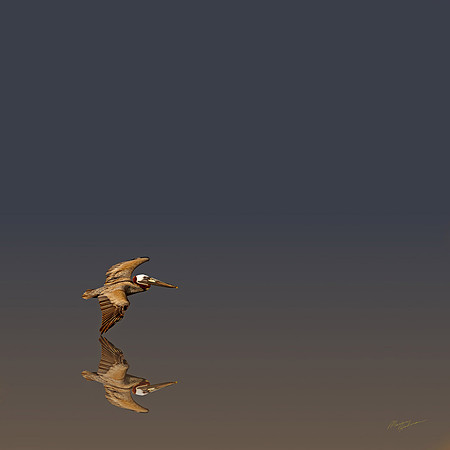 Mirrored Pelican