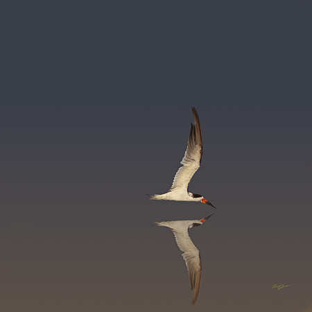 Reflection of Bird Flying