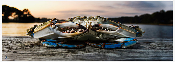 Blue Crab